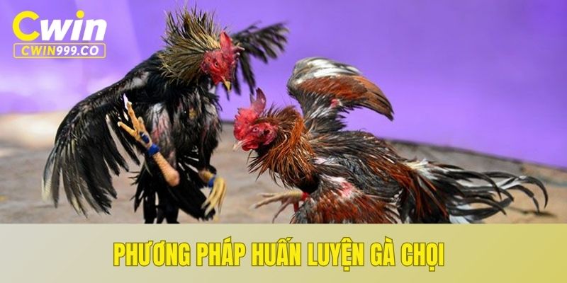 Phương pháp huấn luyện gà chọi hay - Cách nuôi gà đá