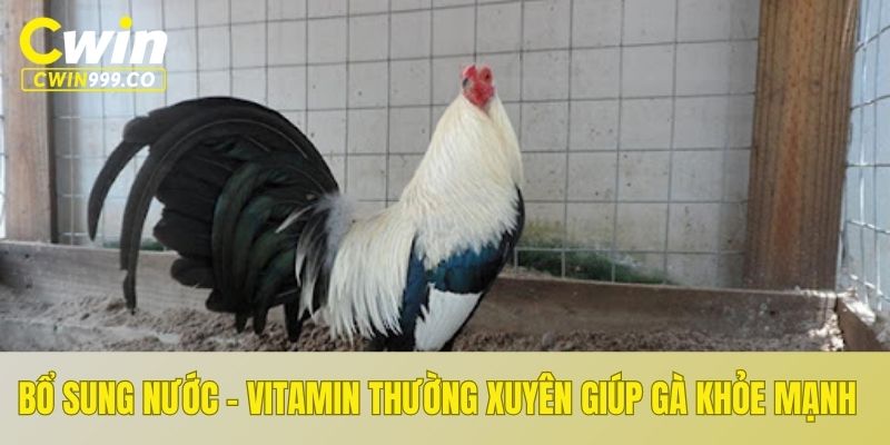 Bổ sung nước - Vitamin thêm cho gà để tăng cường sức khỏe