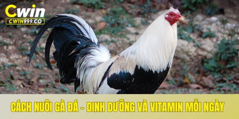 Cách nuôi gà đá - Chế độ ăn và bổ sung vitamin cho gà mỗi ngày