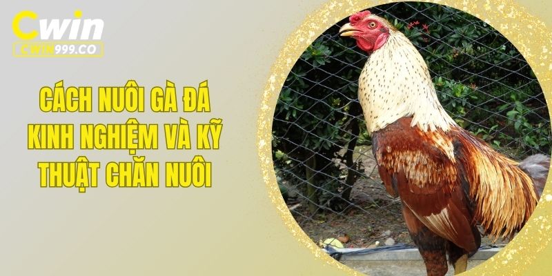 Cách nuôi gà đá