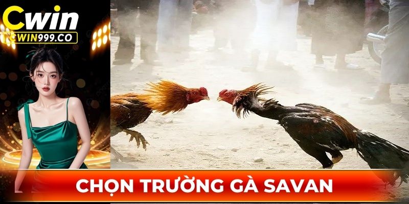 Hướng dẫn anh em cách chọn trường gà Savan uy tín