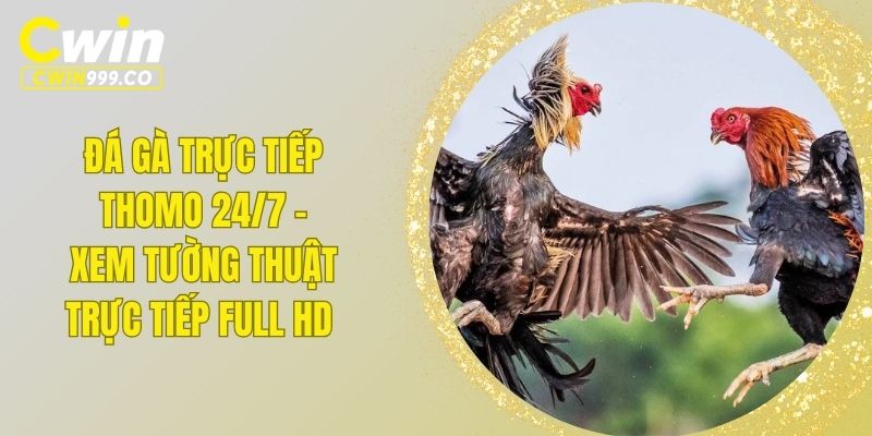 Đá gà trực tiếp Thomo 24/7