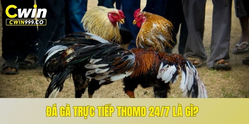 Xem trực tiếp đá gà Thomo 24/7 là gì?