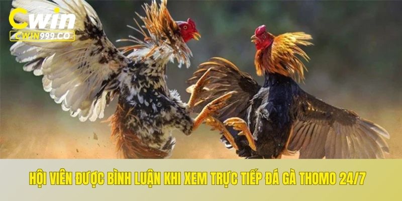 Có thể bình luận trực tiếp khi xem đá gà trực tiếp Thomo 24/7