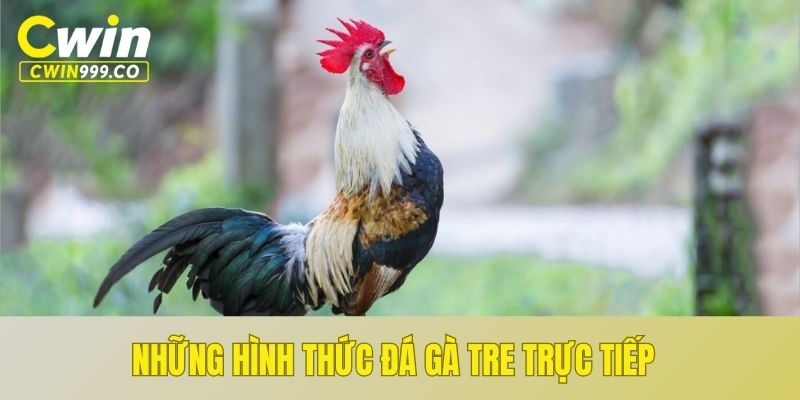 Những hình thức trực tiếp đá gà tre được săn đón hiện nay