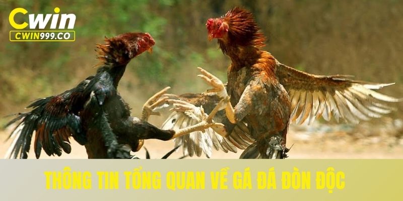 Thông tin tổng quan về gá đá đòn độc