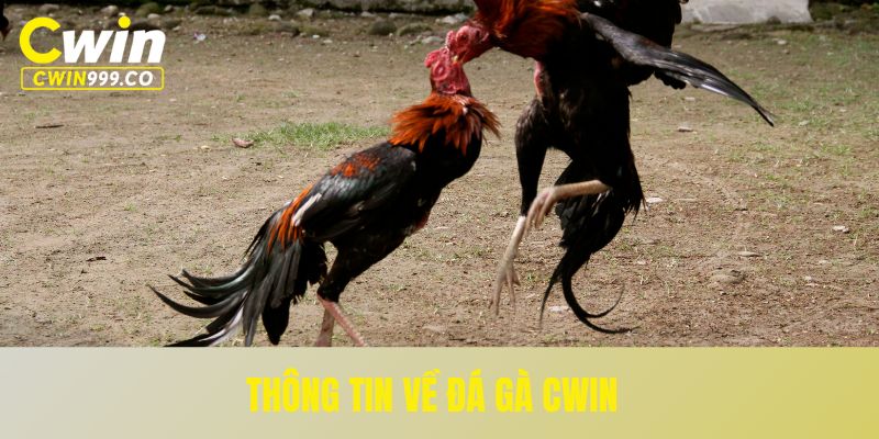 Thông tin về đá gà CWIN