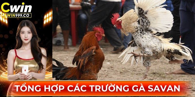 Tổng hợp các trường gà Savan nổi tiếng nhất ĐNÁ