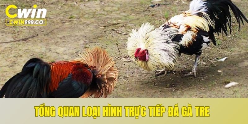 Tổng quan loại hình trực tiếp đá gà tre