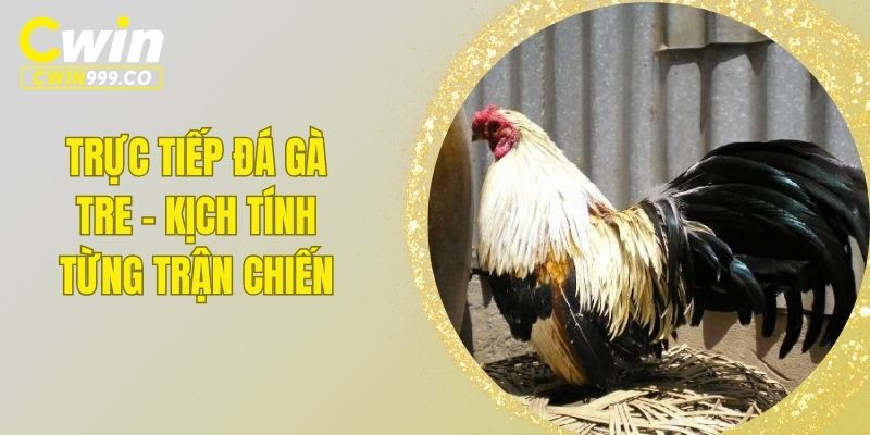 Trực tiếp đá gà tre