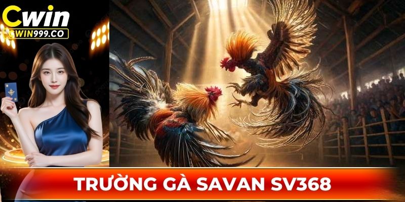 Trường gà Savan SV368 luôn mang đến các cuộc đấu kê mãn nhãn