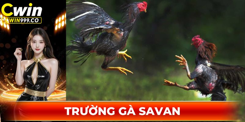 trường gà Savan