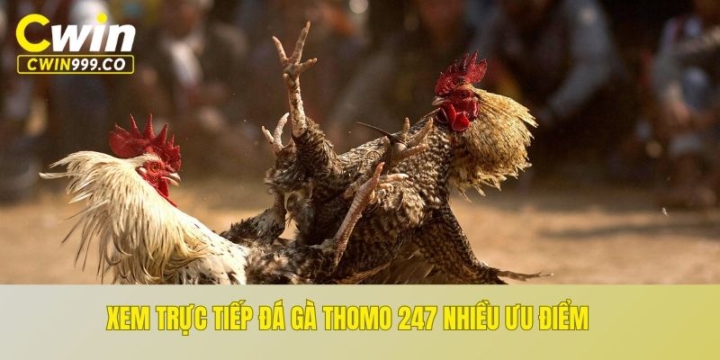 Xem đá gà trực tiếp Thomo 24/7 an toàn với nhiều ưu điểm