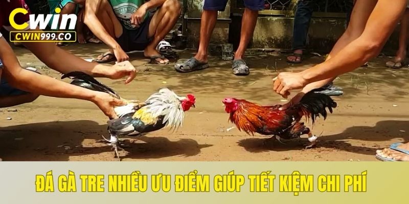 Đá gà tre nhiều ưu điểm giúp tiết kiệm chi phí